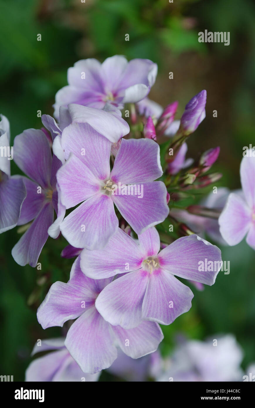 Blooming pale pink phlox flowers in a garden. Stock Photo