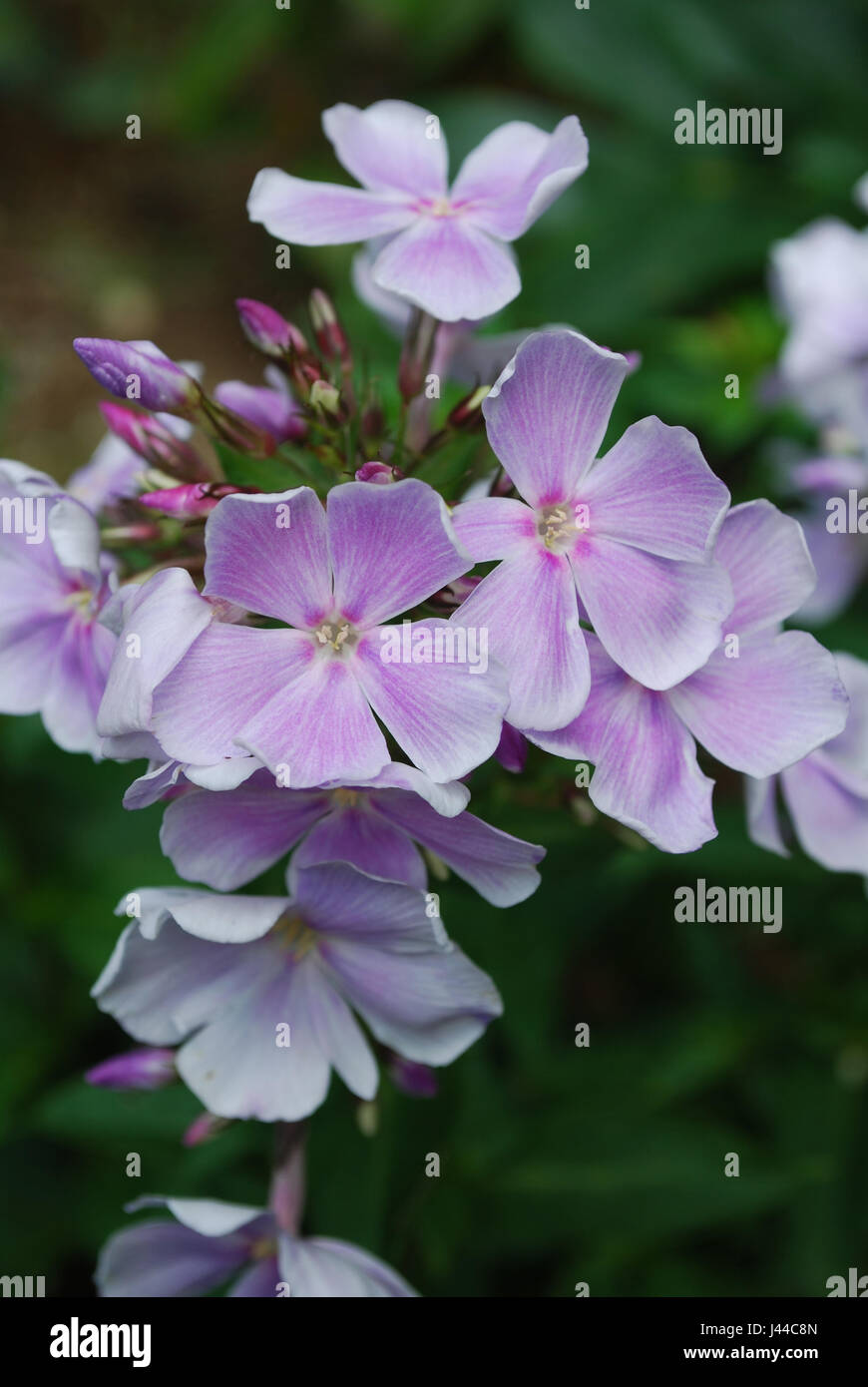 Garden with phlox flowers in shades of pink Stock Photo - Alamy