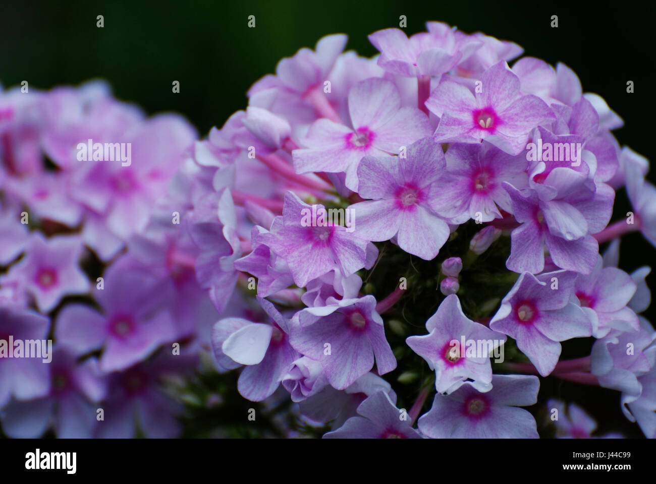 Blooming cluster of pink phlox flowers in a garden Stock Photo - Alamy