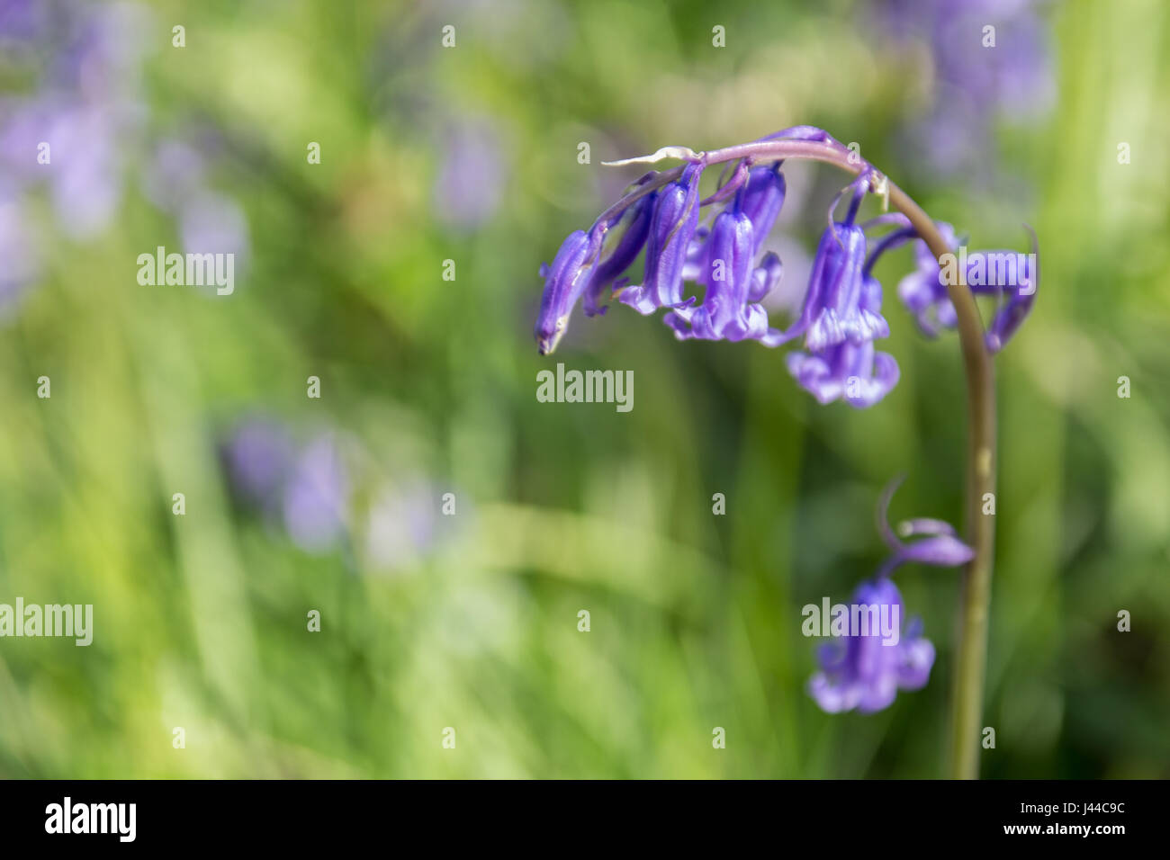 single bluebell in woodland Stock Photo