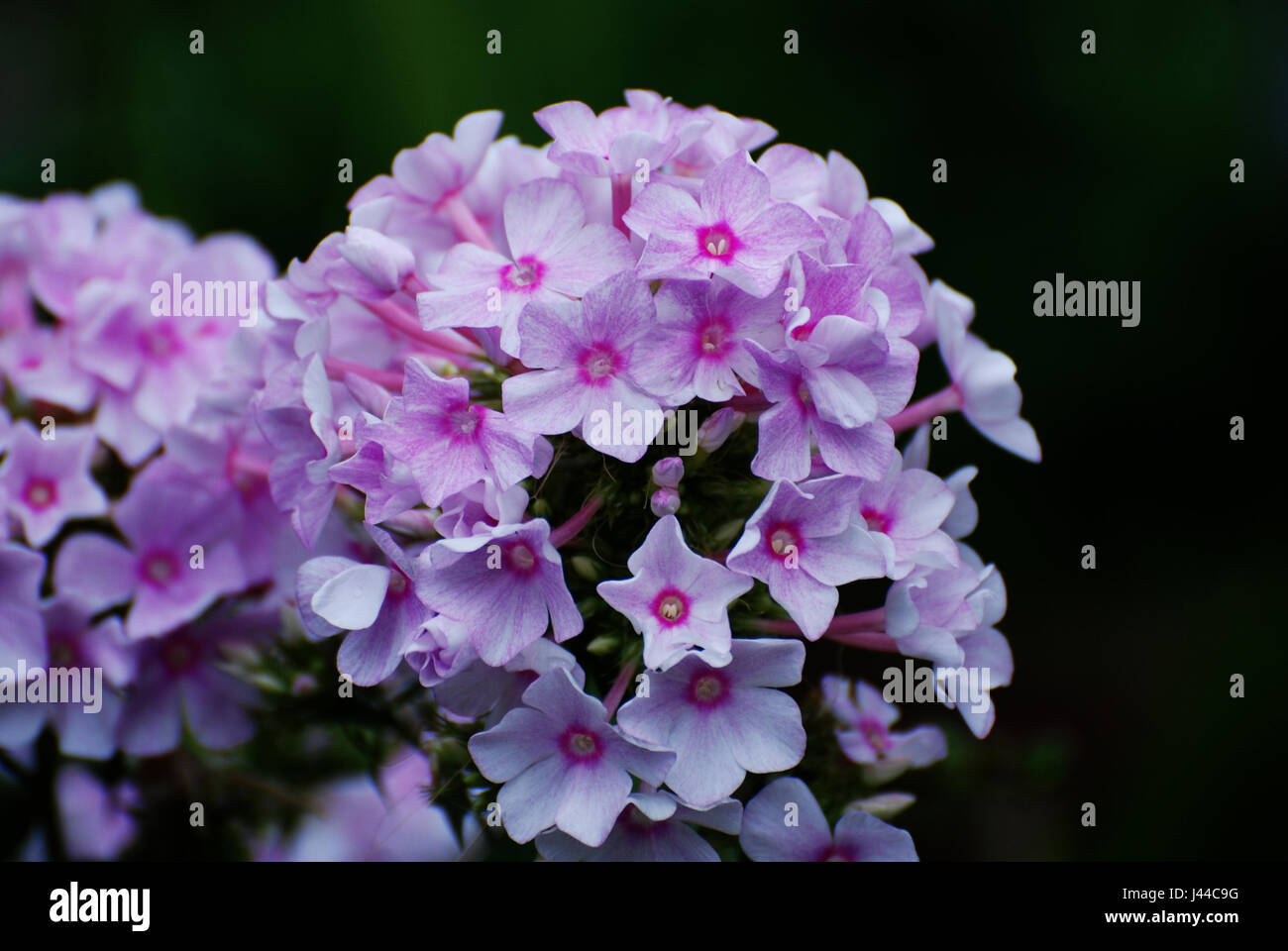 Blooming garden with shades of pink phlox flowers Stock Photo - Alamy