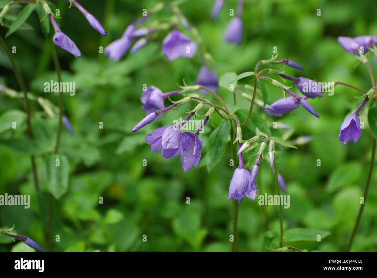 Budding and flowering purple phlox in a garden Stock Photo - Alamy