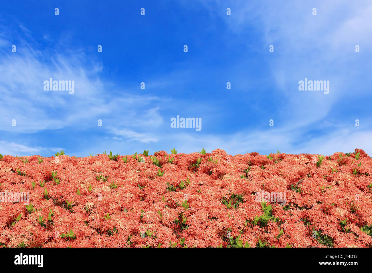 Flower frame red ixora with blue sky background Stock Photo