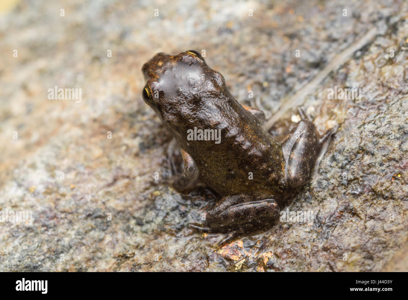 A tiny frog, 1cm in size, from recent metamorphosis, a few days, from tadpole to frog Stock Photo