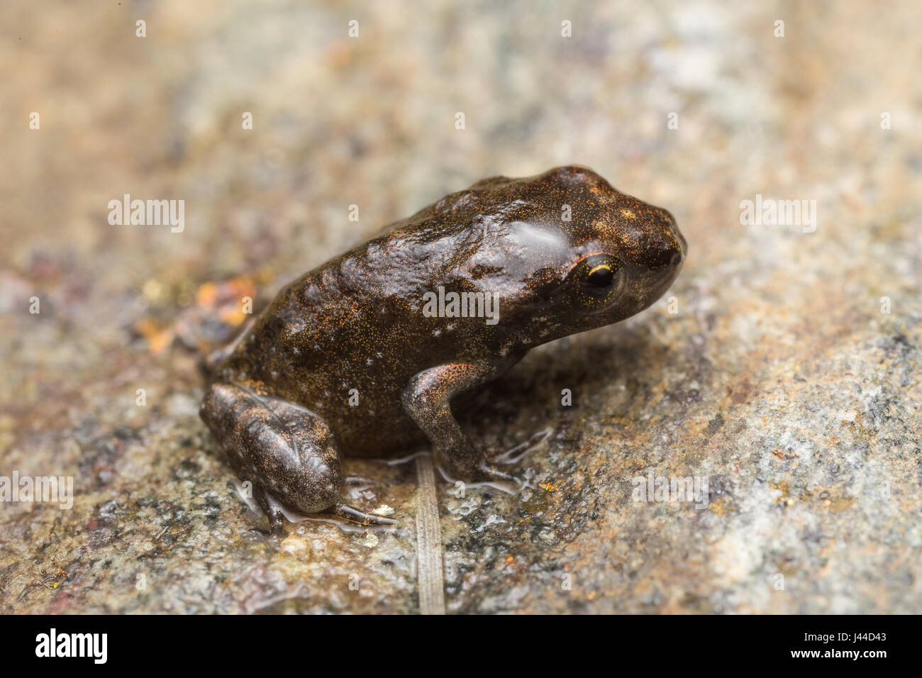 A tiny frog, 1cm in size, from recent metamorphosis, a few days, from tadpole to frog Stock Photo