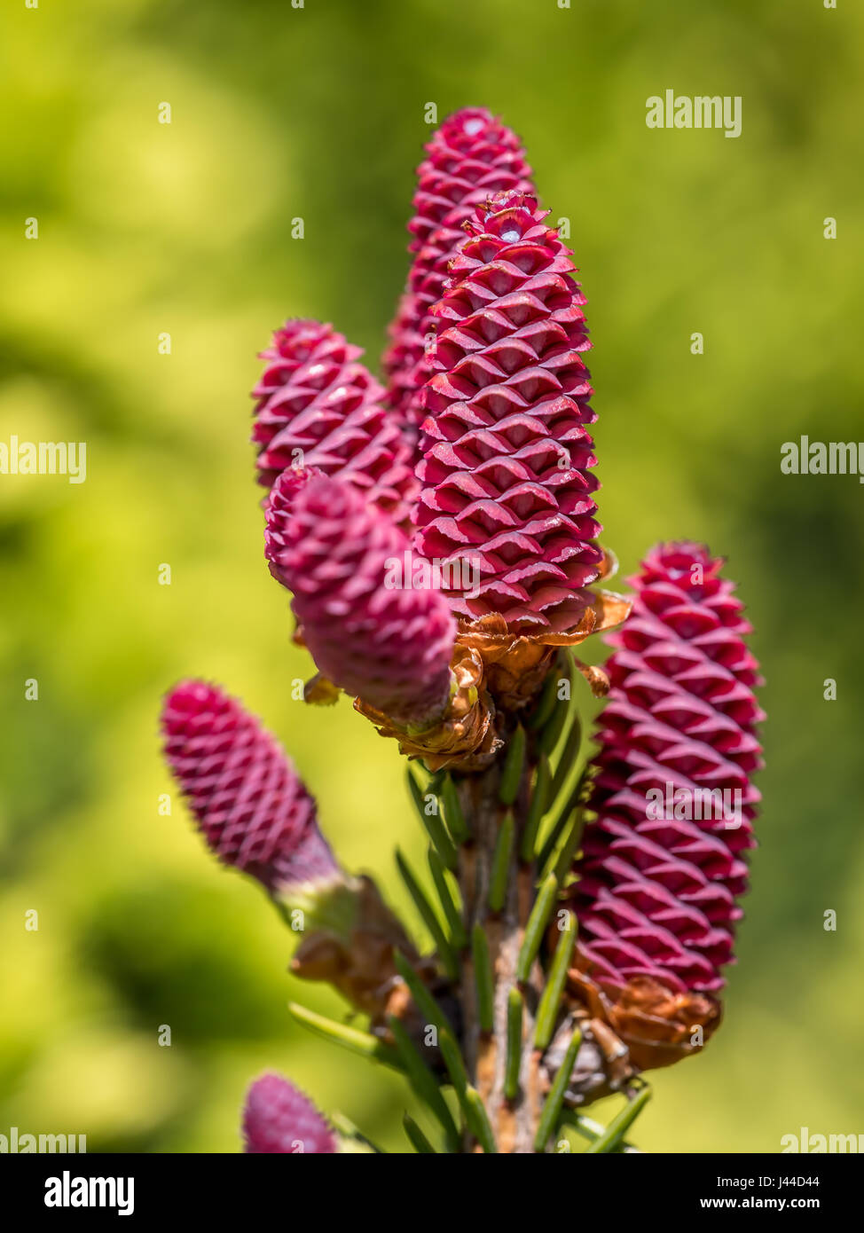 Shot of Norway Spruce or Picea Abies cones Stock Photo