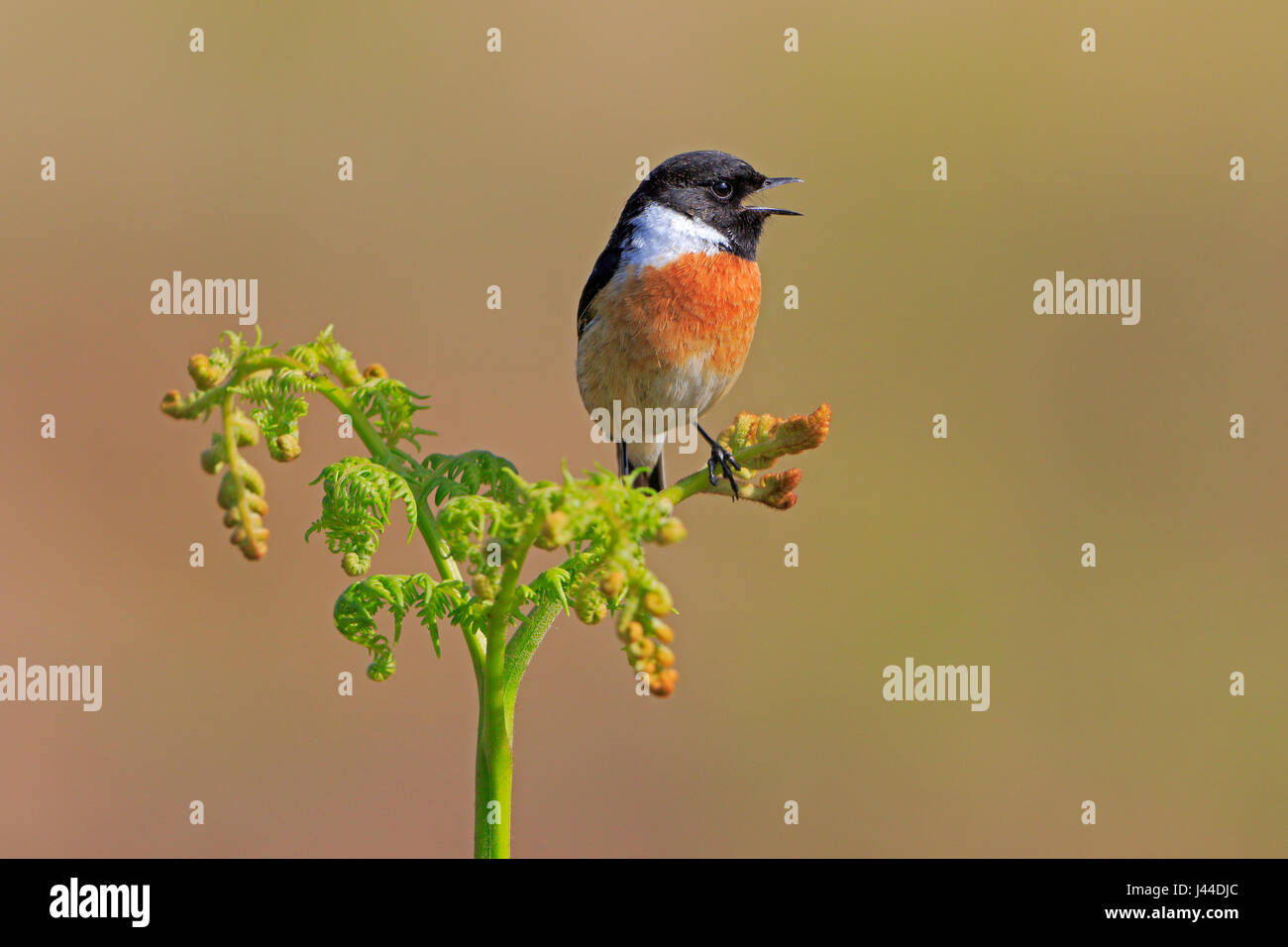 Male Stonechat singing on young bracken frond Stock Photo