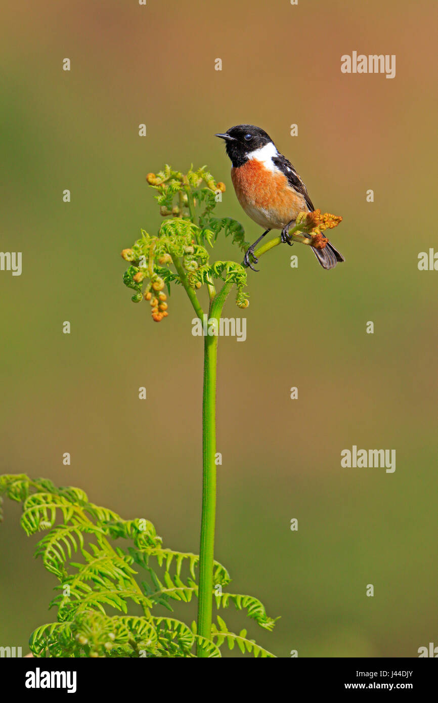 Male Stonechat on young bracken frond Stock Photo