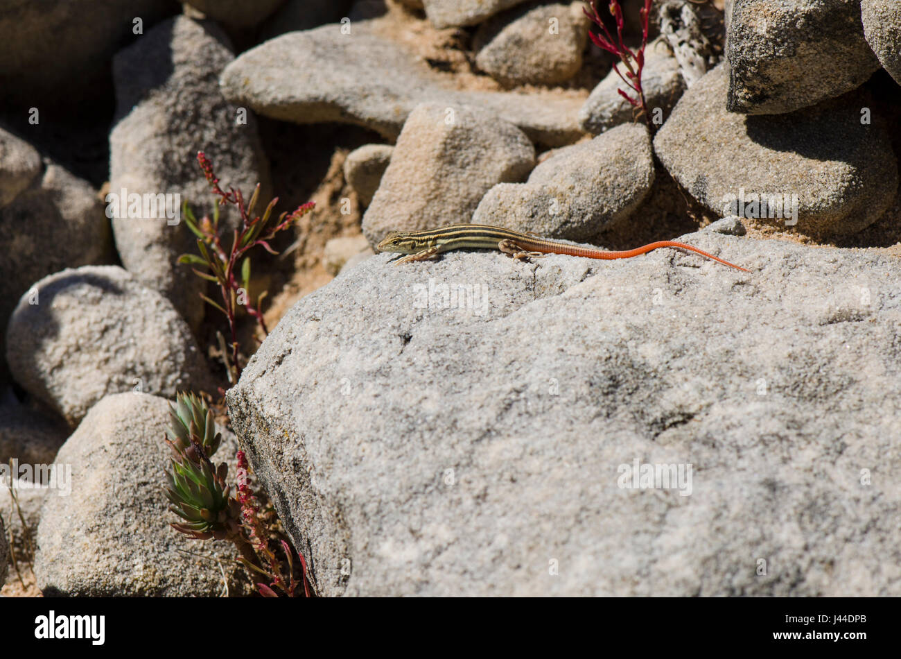 Juvenile spiny-footed lizard, lizards, reptile, acanthodactylus erythrurus basking on rocks. andalusia, Spain. Stock Photo