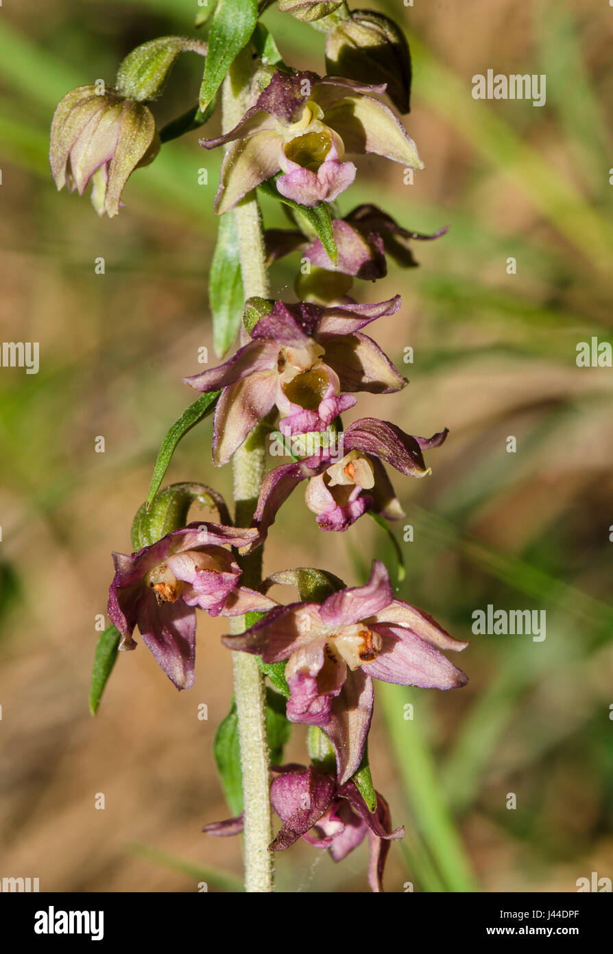 Broad-leaved Helleborine subsp. Epipactis tremolsii, wild orchid, Andalusia, Spain Stock Photo