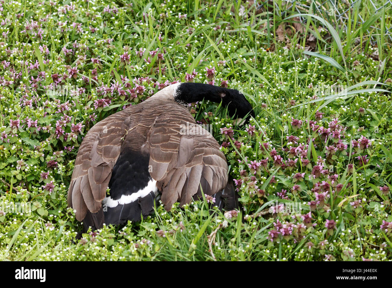 Canada goose cheap queenstown bc