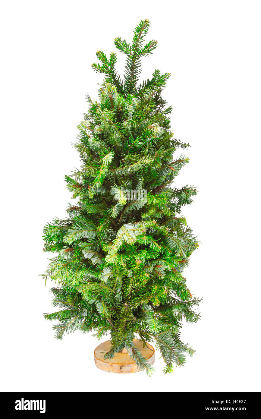  Small christmas trees isolated Cut Out Stock Images & Pictures - Alamy