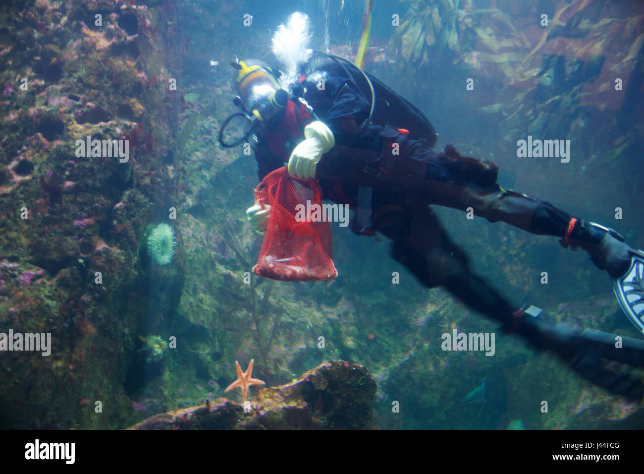 SEATTLE, WASHINGTON, USA - JAN 23rd, 2017: Scuba Diver swimming to large underwater viewing window in the Seattle aquarium and feeding fish Stock Photo