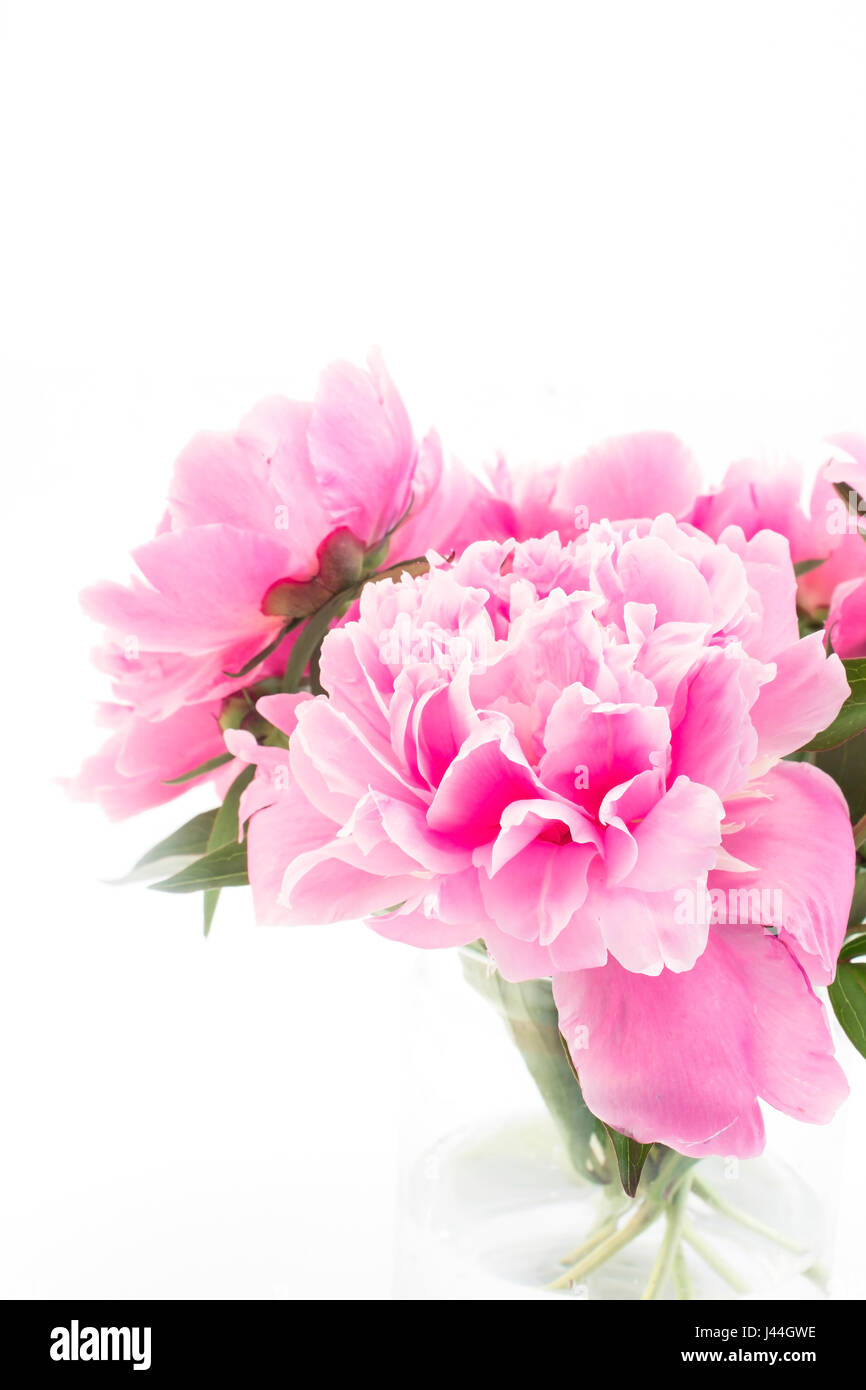 Pink Peonies in a Glass Vase Stock Photo - Alamy