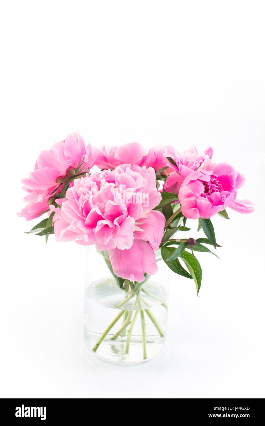 Pink Peonies in a Glass Vase Isolated on White Stock Photo - Alamy