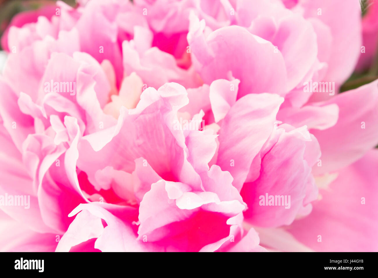 Pink Peony Close Up as a Background Stock Photo - Alamy