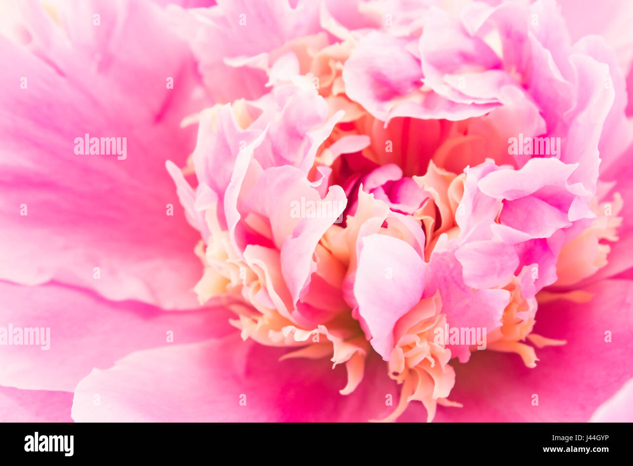 Pink Peony Close Up as a Background Stock Photo - Alamy