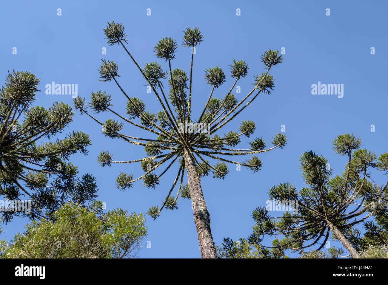 Araucaria angustifolia ( Brazilian pine) of Itaimbezinho Canyon at Aparados da Serra National Park - Cambara do Sul, Rio Grande do Sul, Brazil Stock Photo
