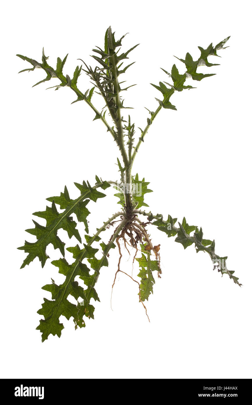 whole bull thistle with roots on isolated white background Stock Photo