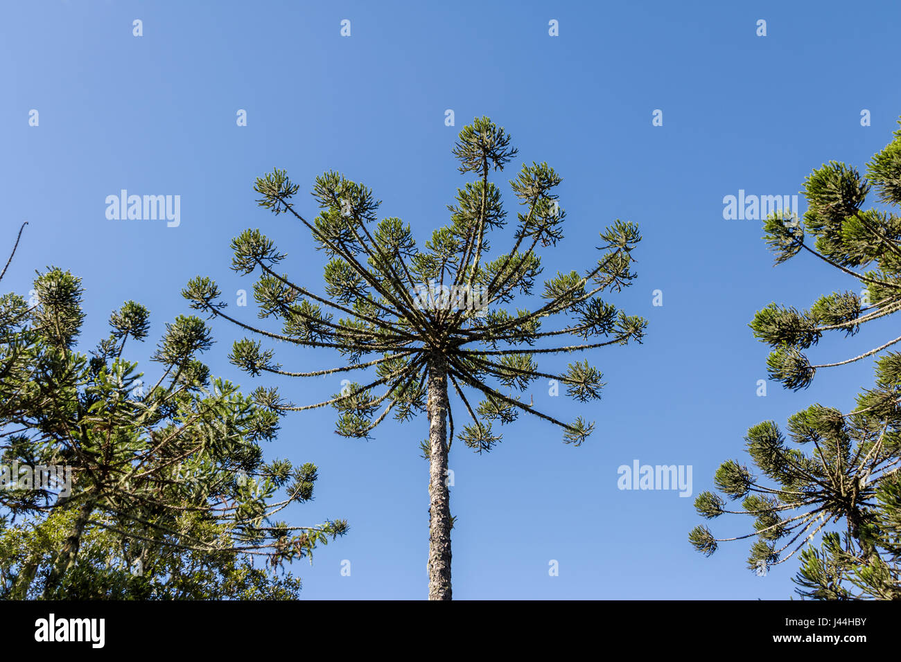 Araucaria angustifolia ( Brazilian pine) of Itaimbezinho Canyon at Aparados da Serra National Park - Cambara do Sul, Rio Grande do Sul, Brazil Stock Photo