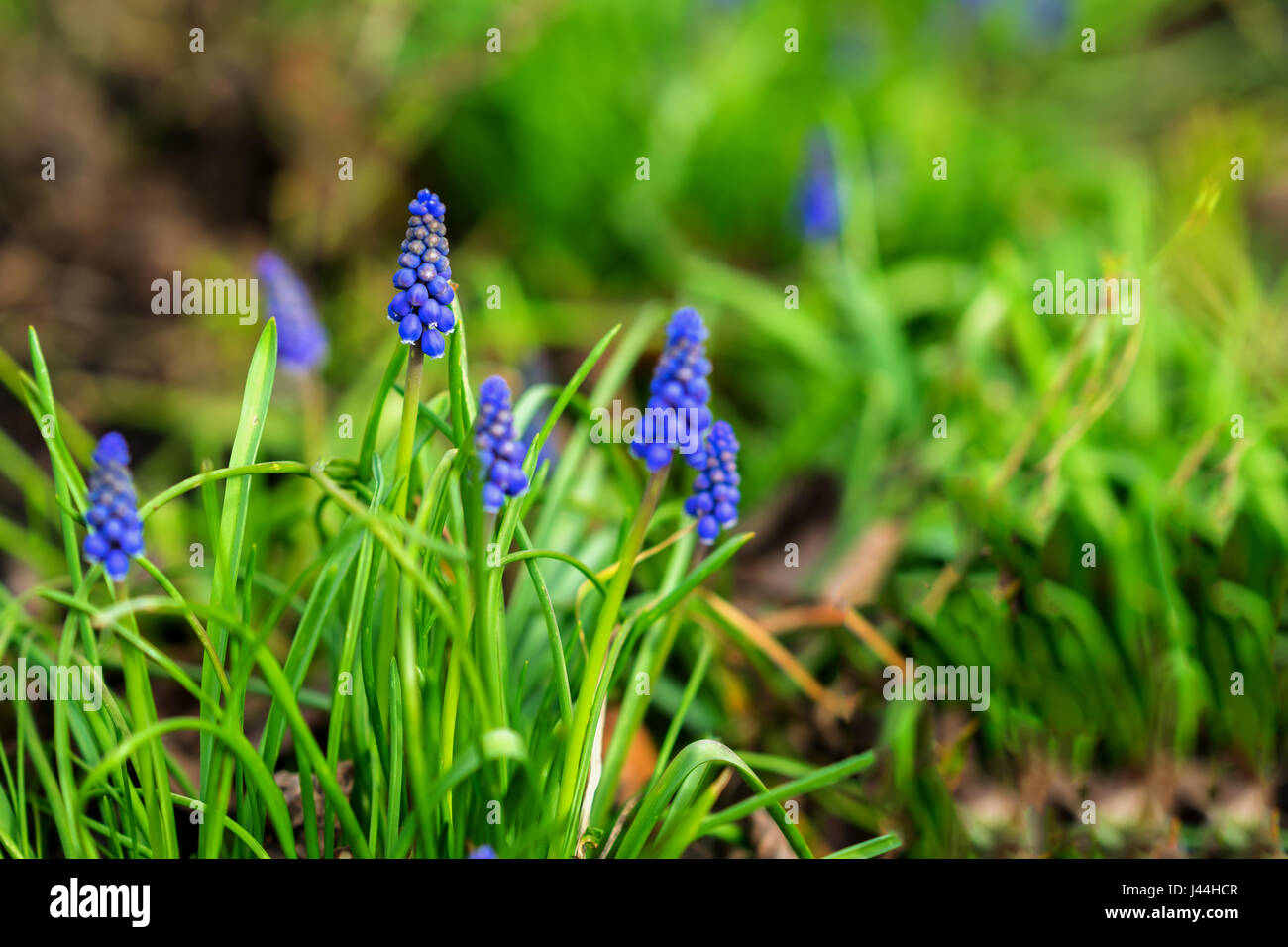 Natural flower background. Beautiful muscari hyacinth blooming on a green lawn in garden or in park close-up, copy space, selective focus. Concept of spring, seasons. Stock Photo