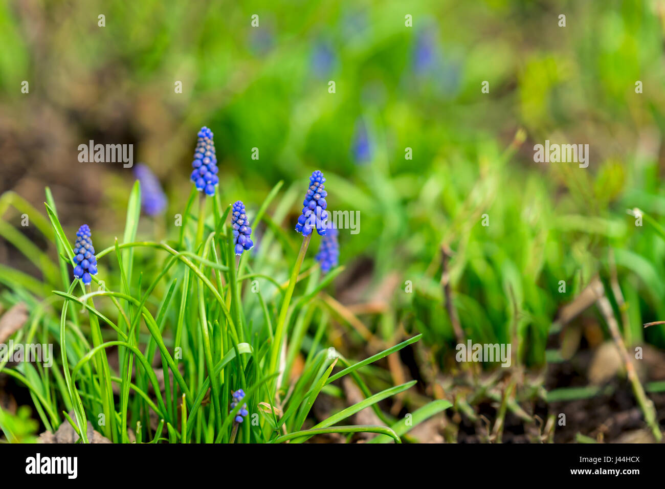 Natural flower background. Beautiful muscari hyacinth blooming on a green lawn in the garden or in park, copy space, selective focus. Concept of spring, seasons. Stock Photo