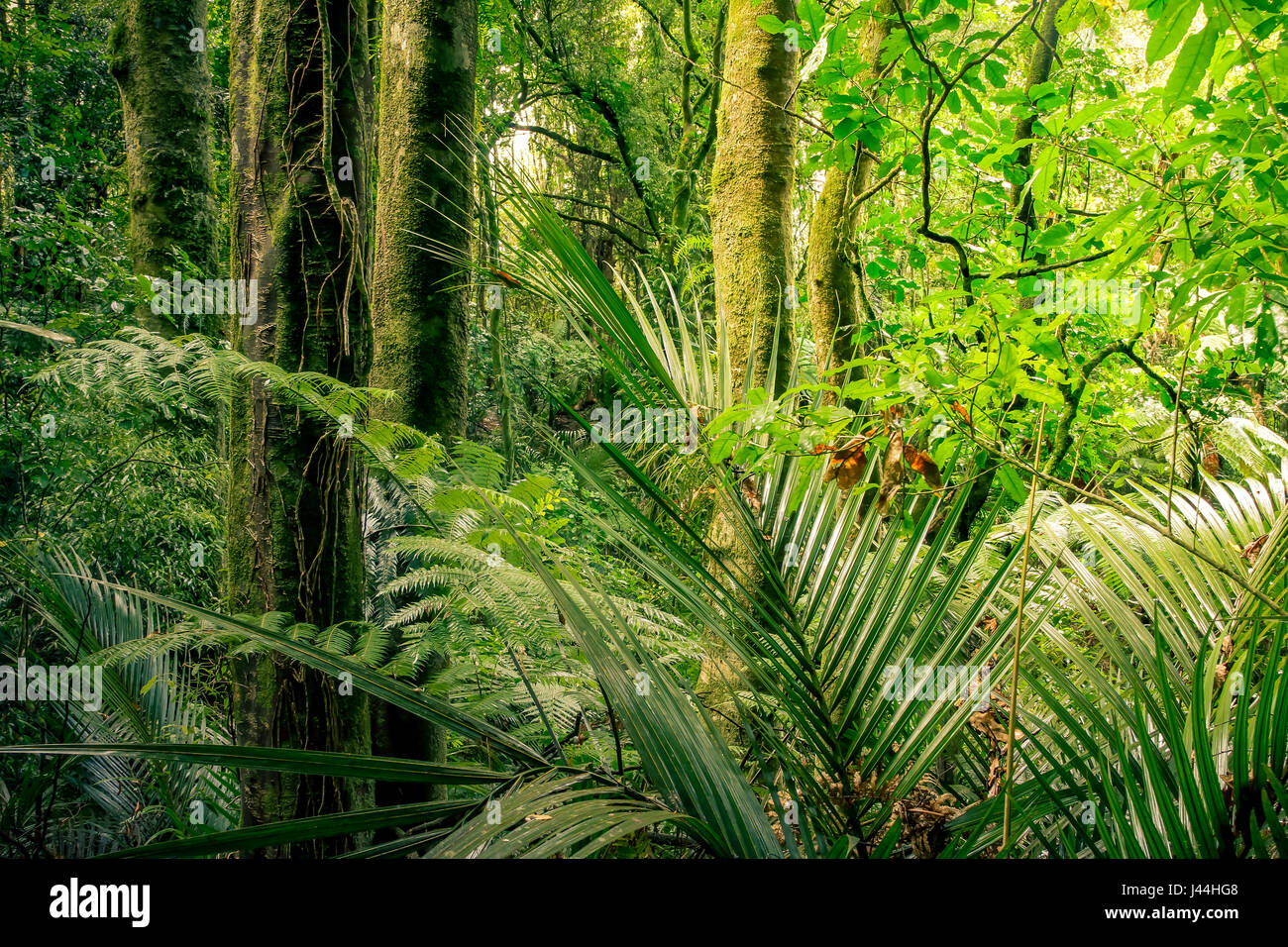 Lush green foliage in tropical jungle Stock Photo - Alamy