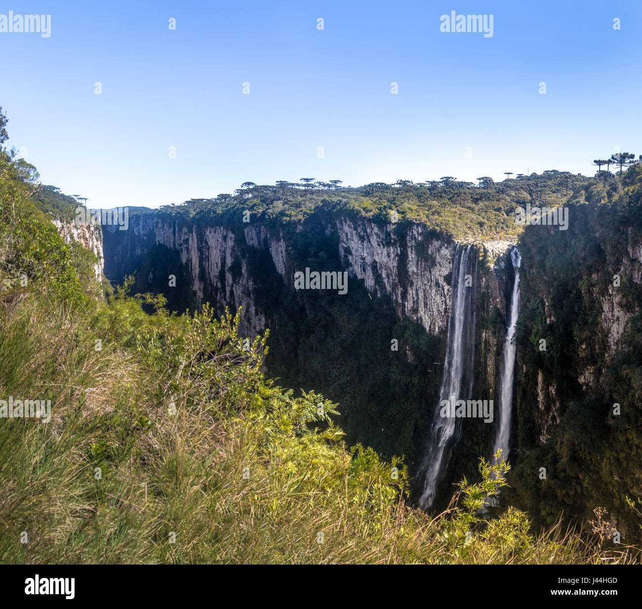 Cambara Tree Hi res Stock Photography And Images Alamy Cambara Tree Hi res Stock Photography And Images Alamy