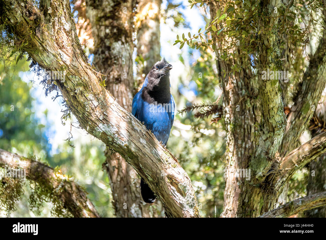 Azure Jay or Gralha Azul bird (Cyanocorax caeruleus) in Itaimbezinho Canyon at Aparados da Serra National Park - Cambara do Sul, Rio Grande do Sul, Br Stock Photo