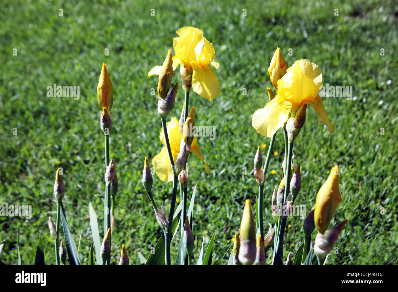 Spring to summer plants and flowers,iris,Zagreb,Croatia,Europe,14 Stock Photo