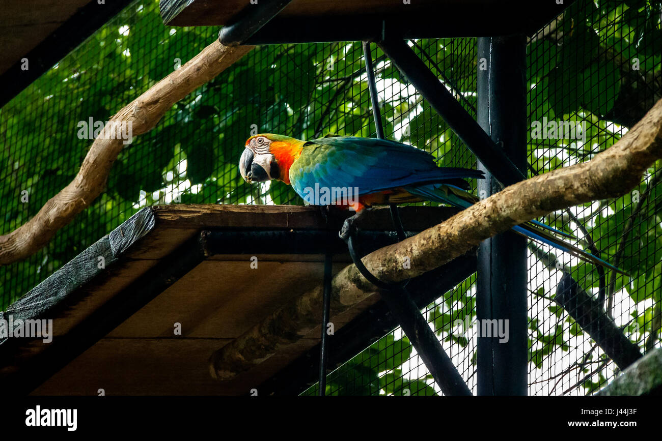 Hybrid Macaw at Parque das Aves - Foz do Iguacu, Parana, Brazil Stock Photo