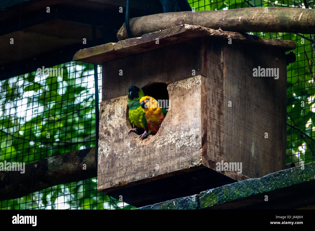 Sun Parakeet and Nanday Parakeet Couple at Parque das Aves - Foz do Iguacu, Parana, Brazil Stock Photo