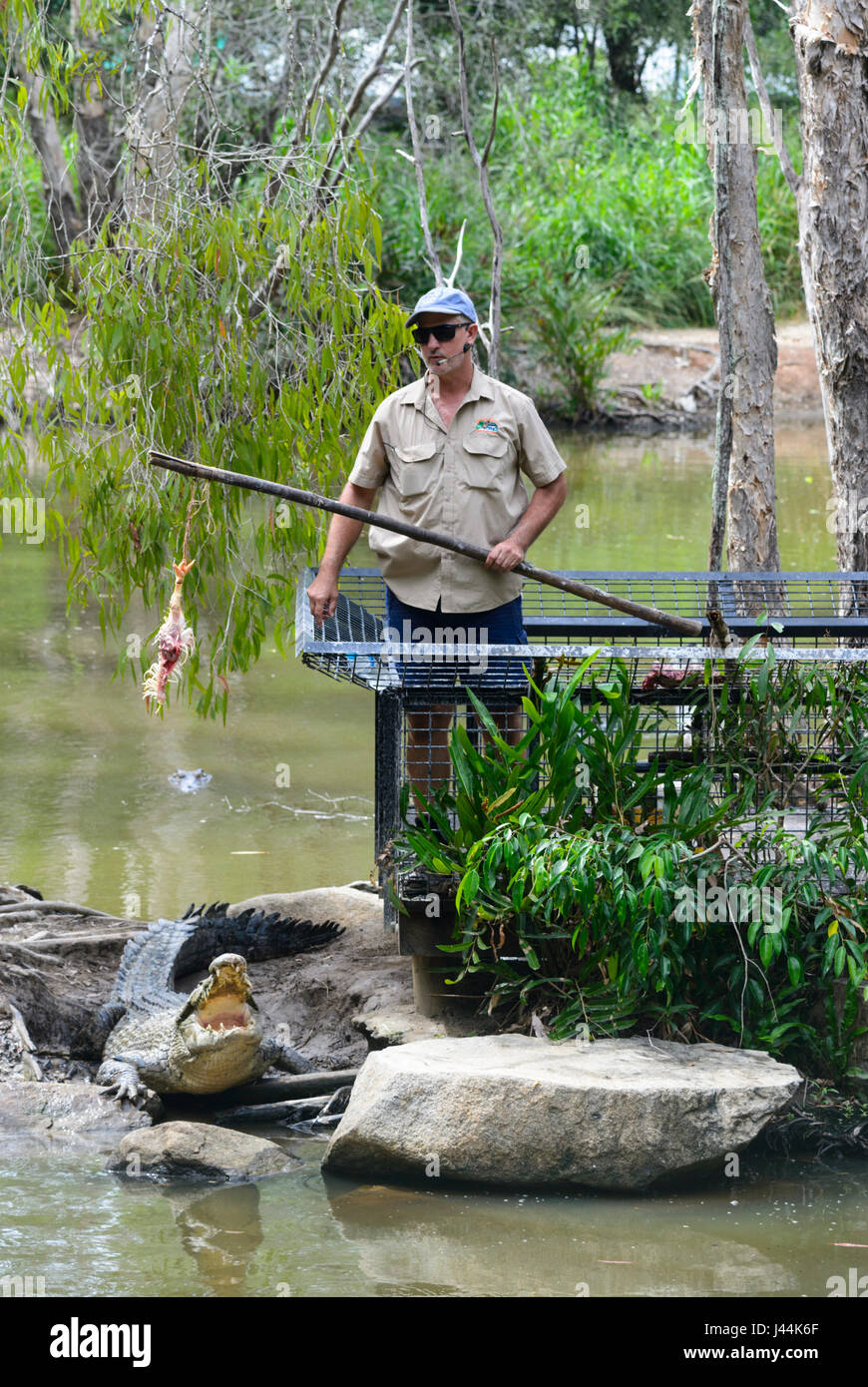 Zoo keeper feeding a Saltwater Crocodile (Crocodylus porosus) at Hartley's Crocodile Adventures, near Port Douglas, Far North Queensland, FNQ, QLD, Au Stock Photo