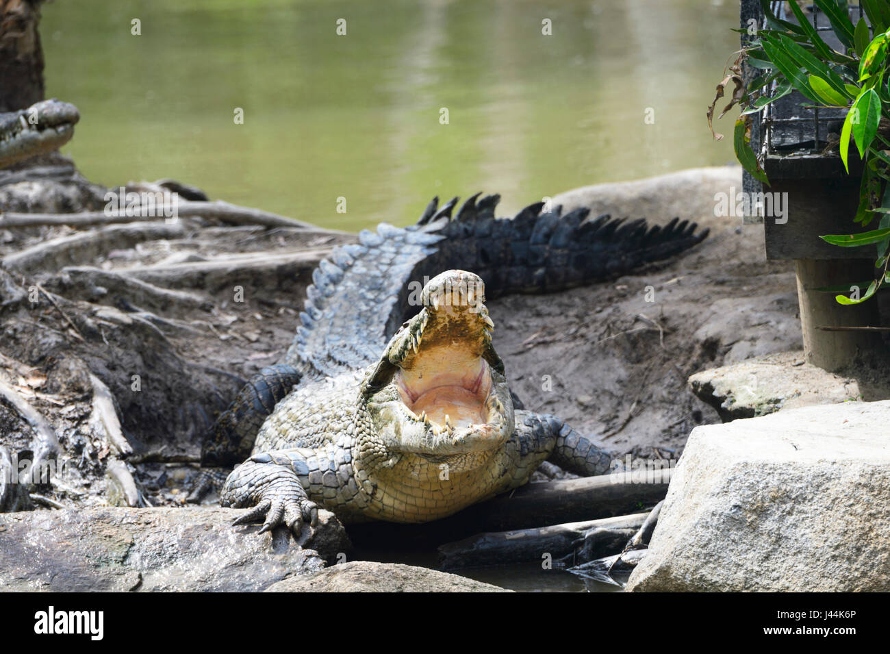 Saltwater Crocodile (Crocodylus porosus) with open mouth at Hartley's Crocodile Adventures, near Port Douglas, Far North Queensland, FNQ, QLD, Austral Stock Photo