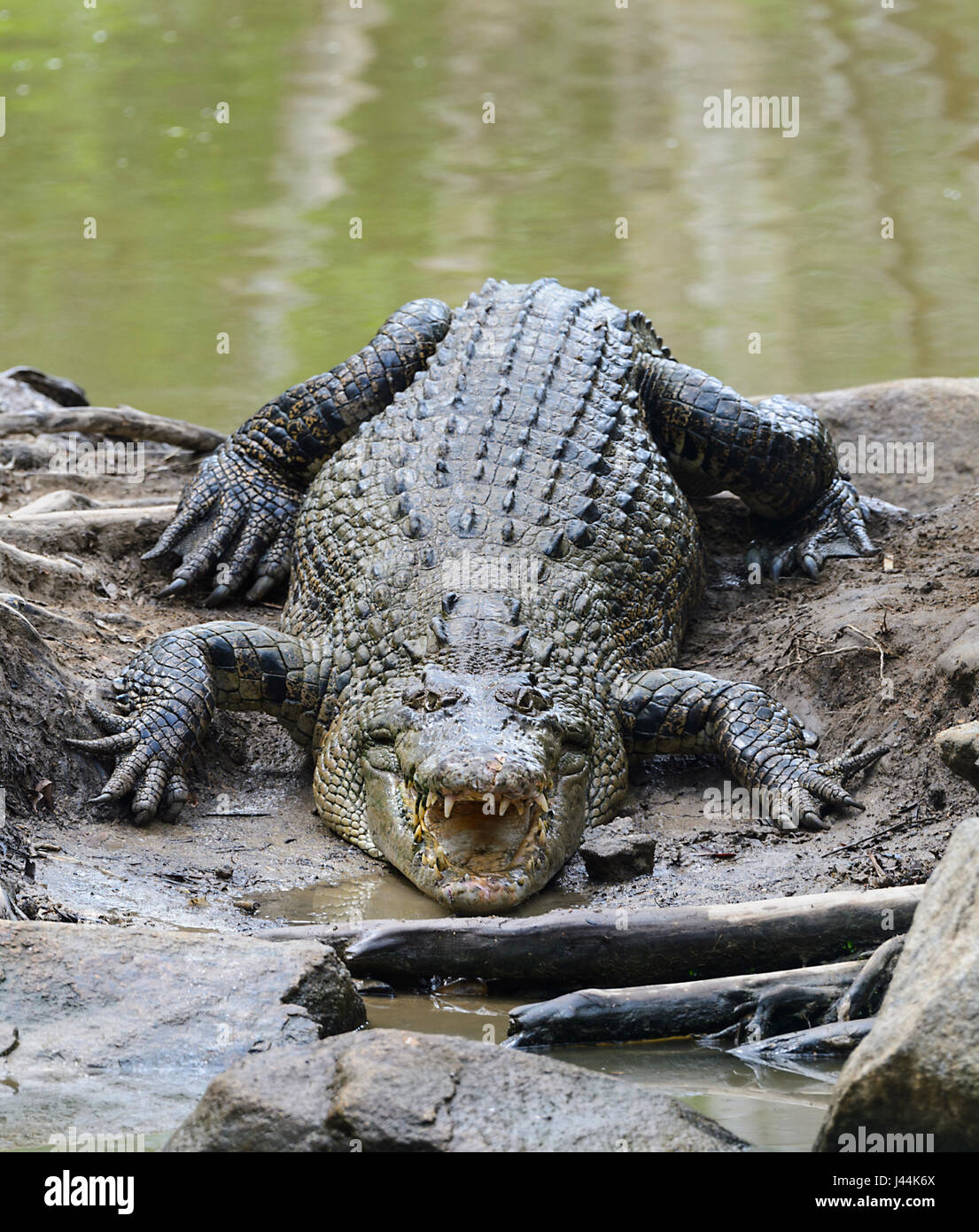 Saltwater Crocodile (Crocodylus porosus) sunbathing at Hartley's Crocodile Adventures, near Port Douglas, Far North Queensland, FNQ, QLD, Australia Stock Photo