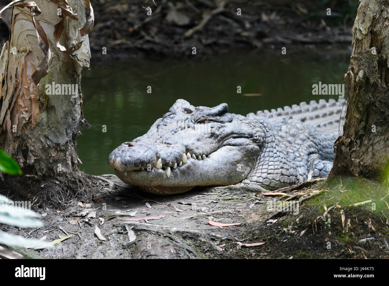 Headshot of a Saltwater Crocodile (Crocodylus porosus) sunbathing at Hartley's Crocodile Adventures, near Port Douglas, Far North Queensland, FNQ, QLD Stock Photo