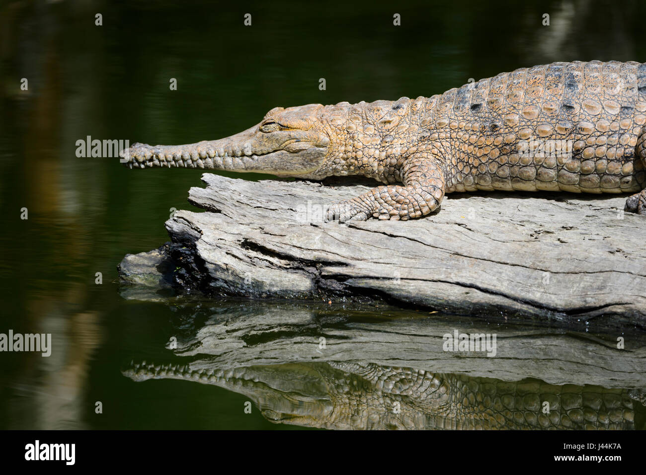 Freshwater Crocodile (Crocodylus johnstoni) sunbathing on a log at Hartley's Crocodile Adventures, near Port Douglas, Far North Queensland, FNQ, QLD, Stock Photo