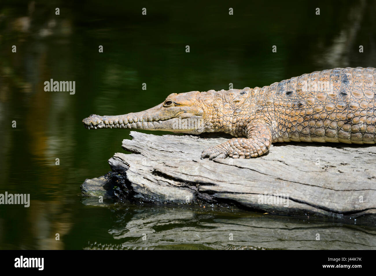 Freshwater Crocodile (Crocodylus johnstoni) sunbathing on a log at Hartley's Crocodile Adventures, near Port Douglas, Far North Queensland, FNQ, QLD, Stock Photo
