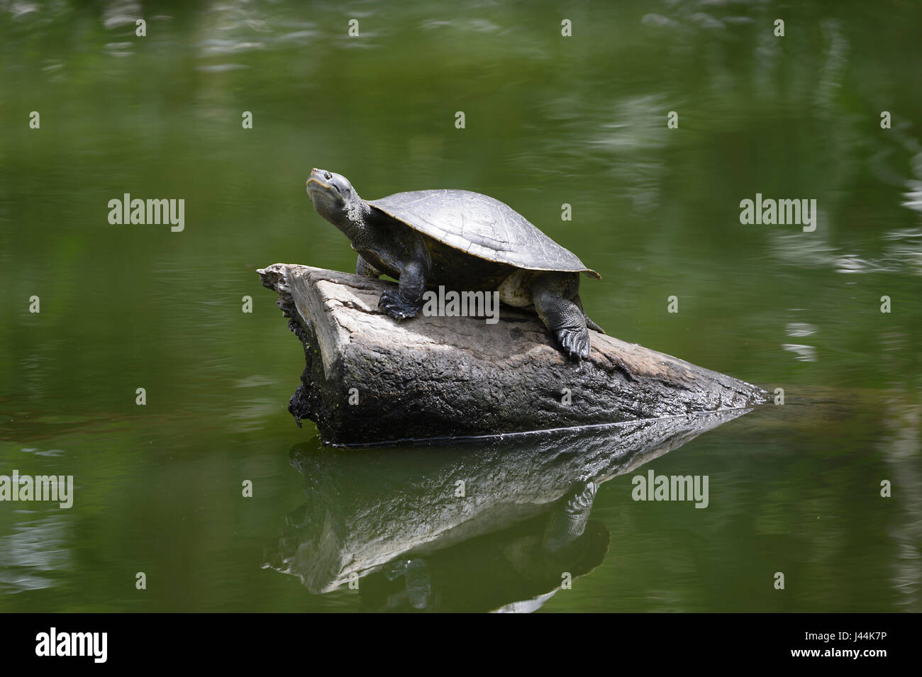 Krefft's Turtle (Emydura krefftii) sunbathing at Hartley's Crocodile Adventures, near Port Douglas, Far North Queensland, FNQ, QLD, Australia Stock Photo