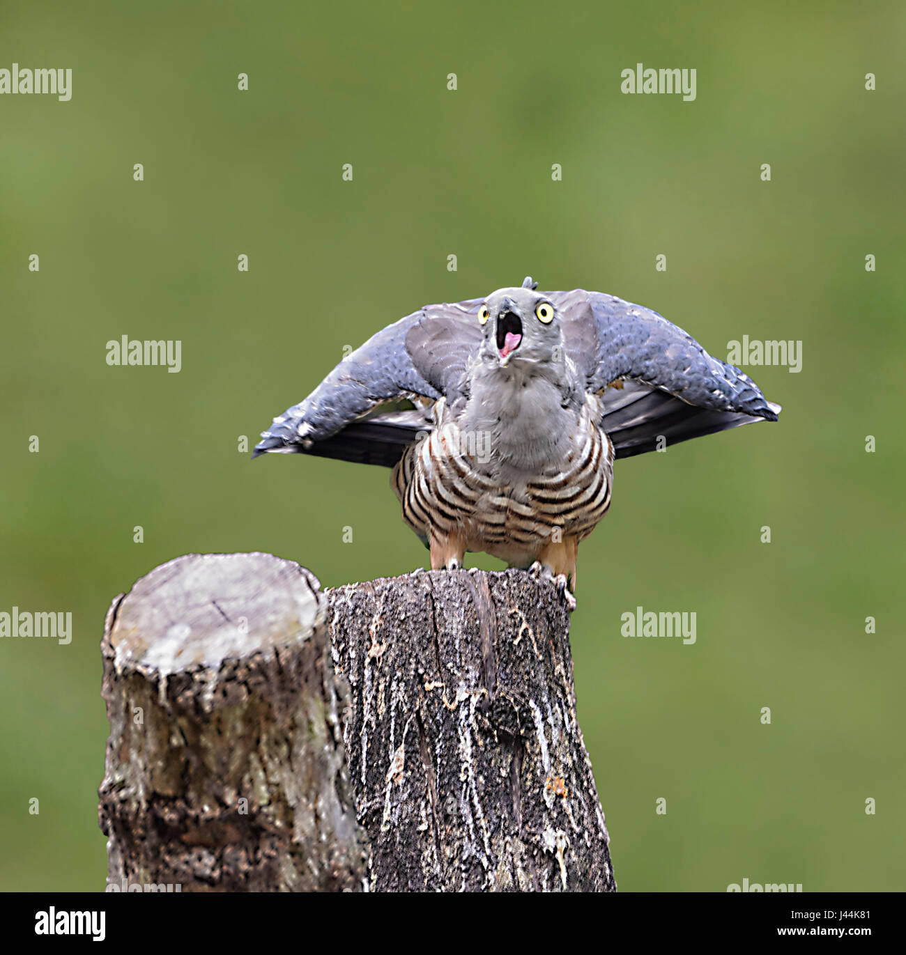 Pacific Baza (Aviceda subcristata), Australia Stock Photo