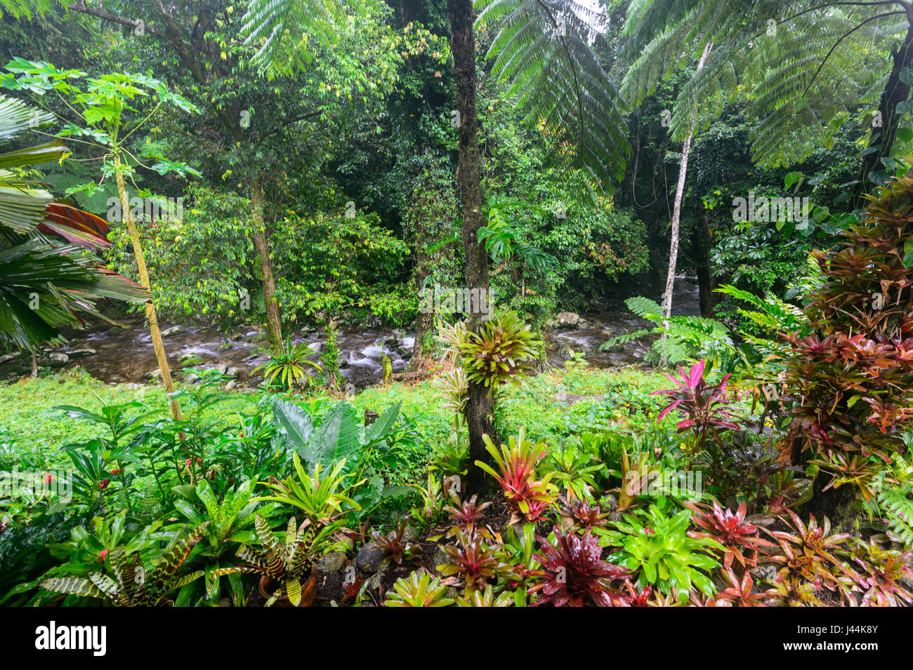 Tropical garden with colourful Bromeliads by a freshwater creek in Rainforest, Bellenden Ker, Far North Queensland, QLD, FNQ,  Australia Stock Photo