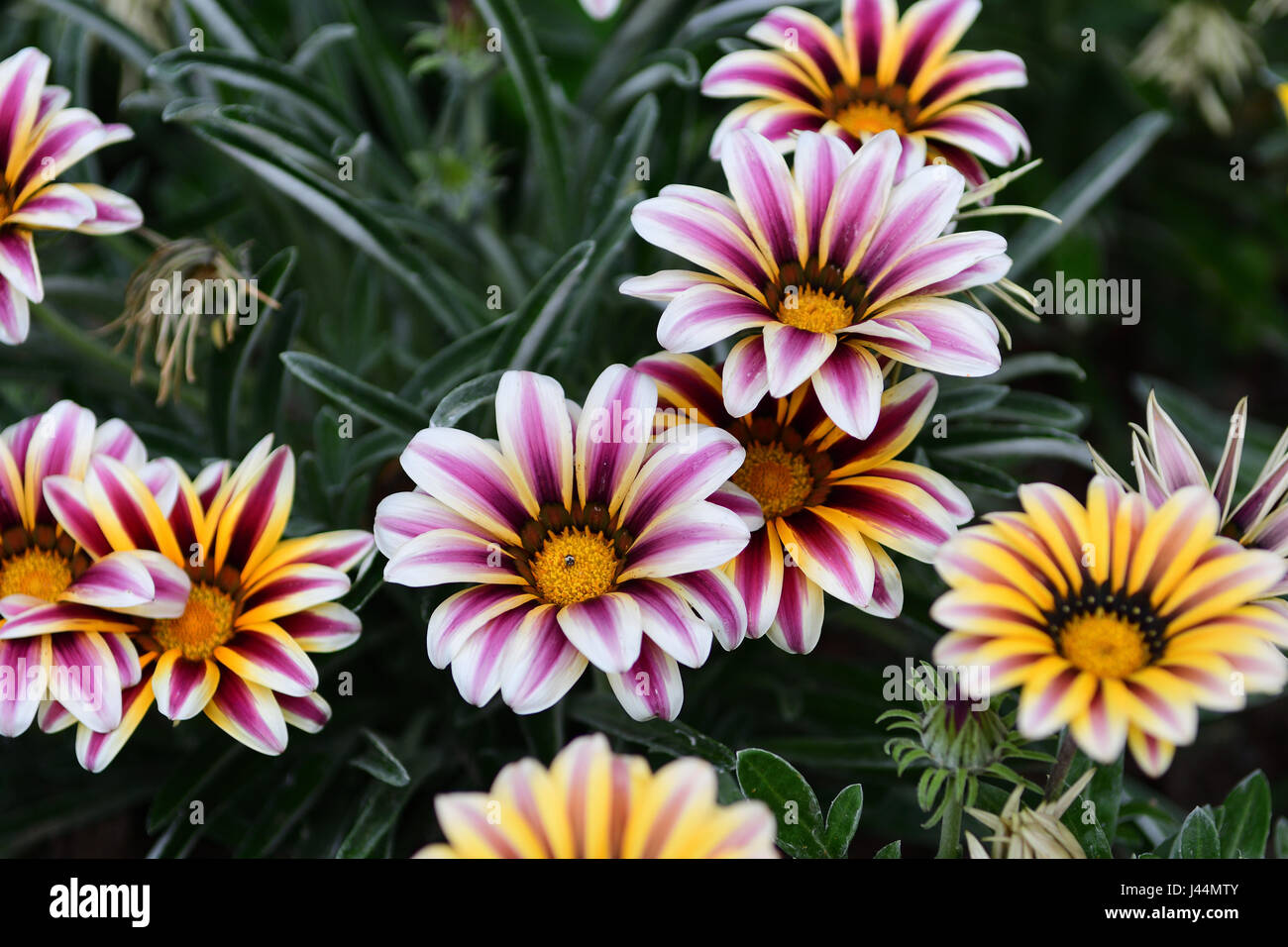 Flowering bushes multi colored hi-res stock photography and images - Alamy