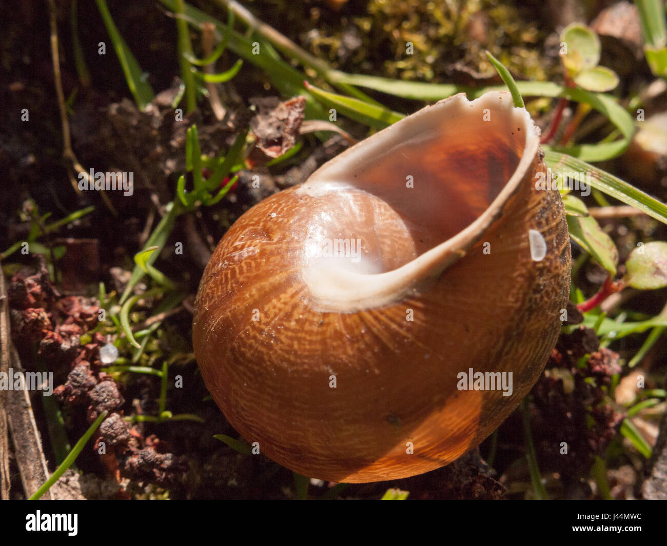 close up of an empty snail shell outside on the ground brown detail