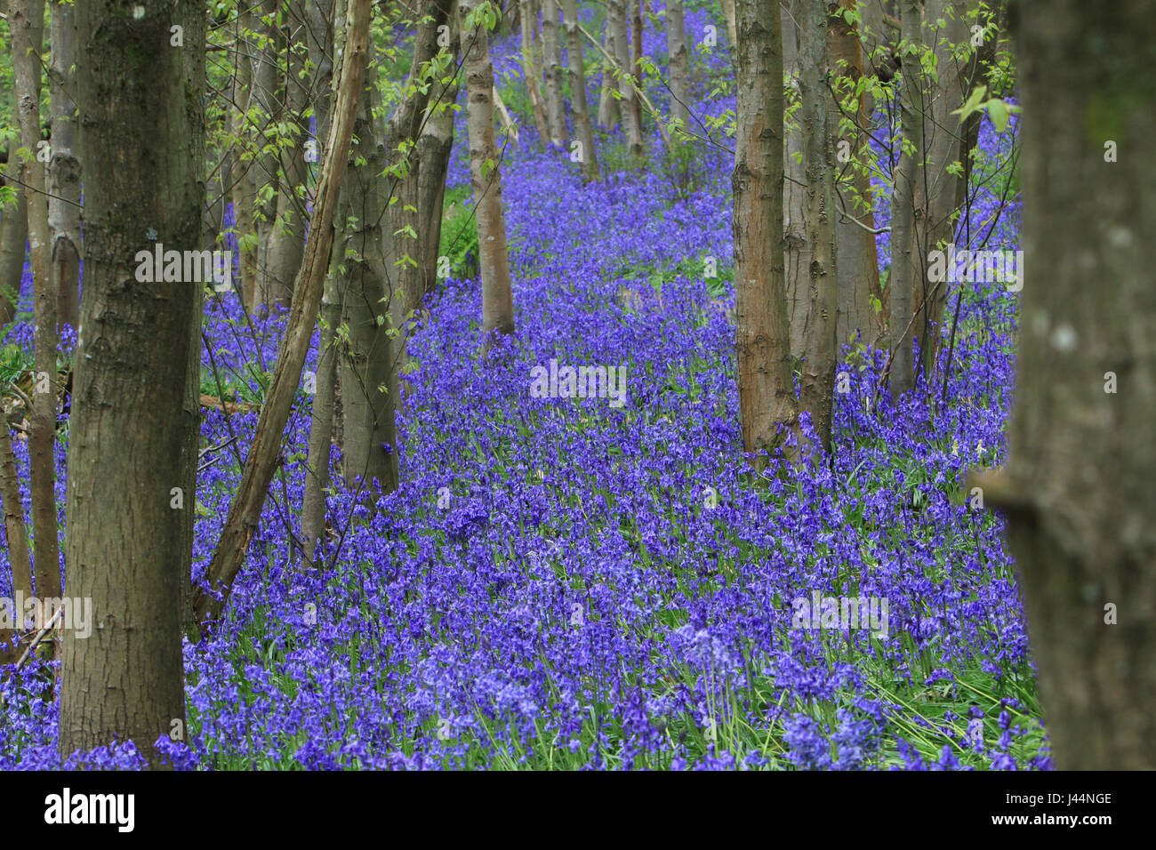 Beautiful bluebells Stock Photo