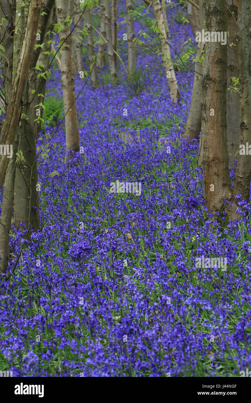 Beautiful bluebells Stock Photo