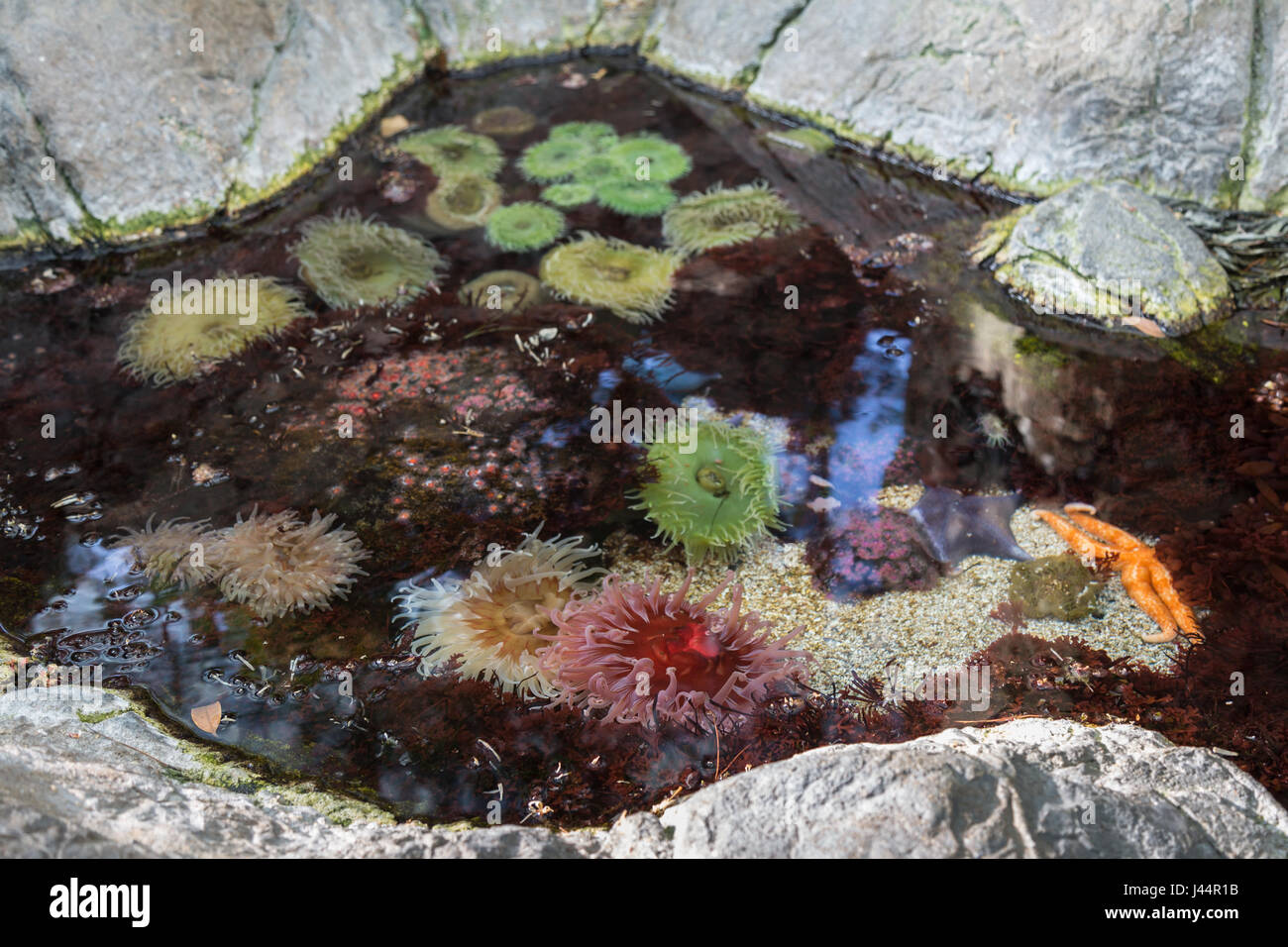 Bubble-tip Anemone, Colorful Aquatic Plants Stock Photo