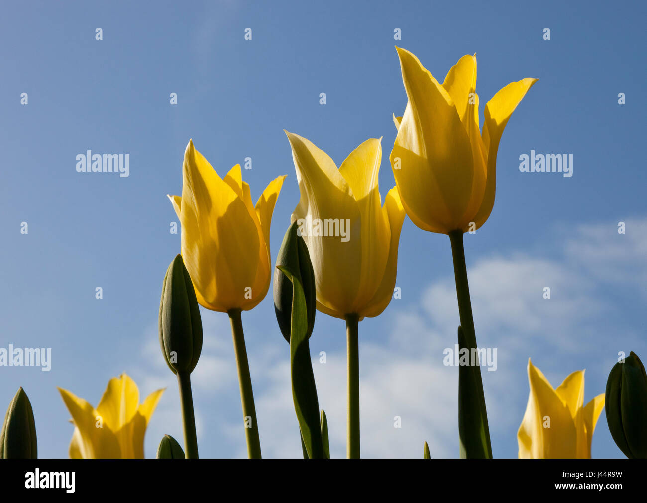 Yellow Tulips in a garden in England, UK Stock Photo - Alamy