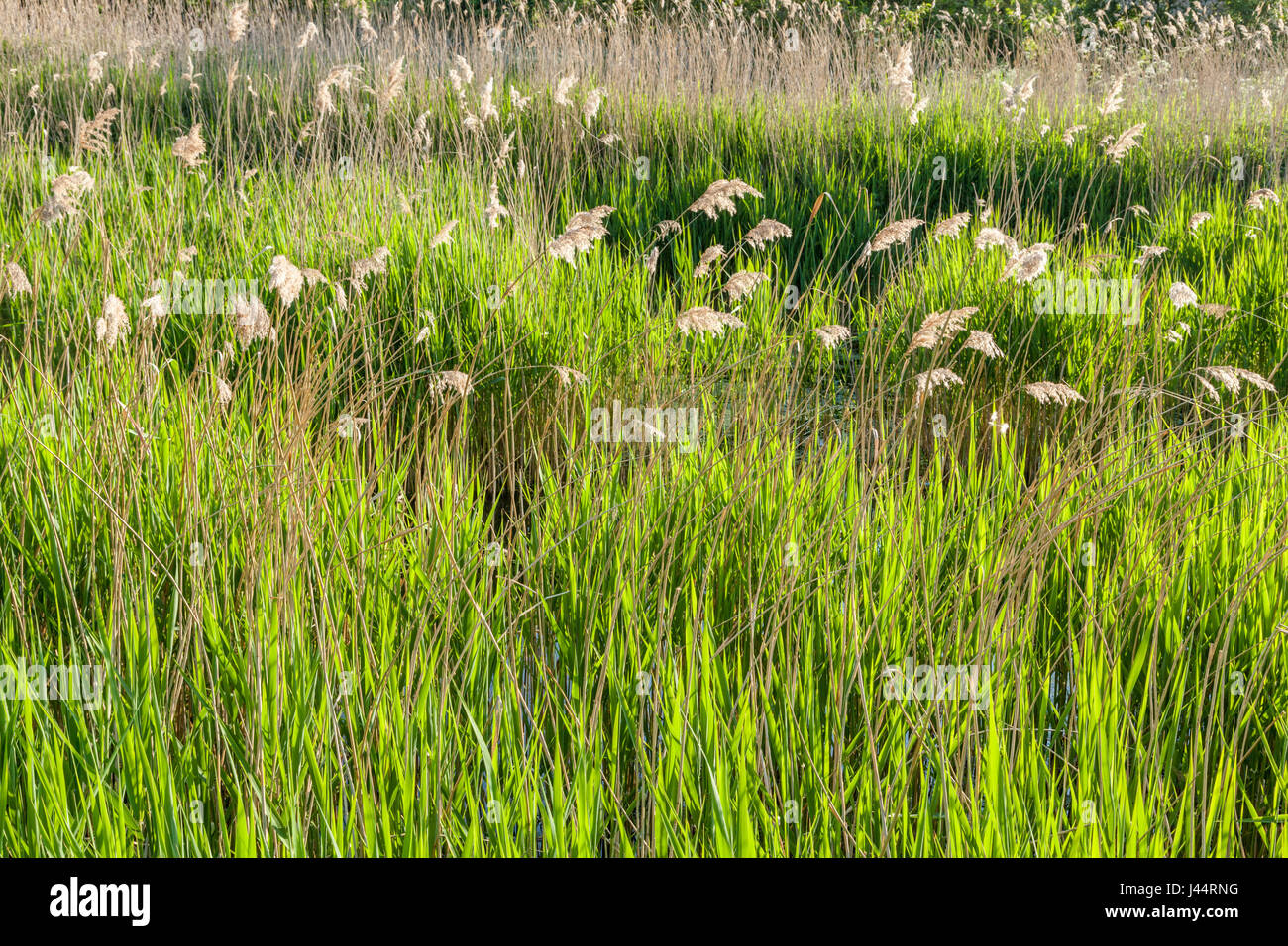 Reeds, rushes and grasses growing in the disused Grantham Canal, West Bridgford, Nottinghamshire, England, UK Stock Photo