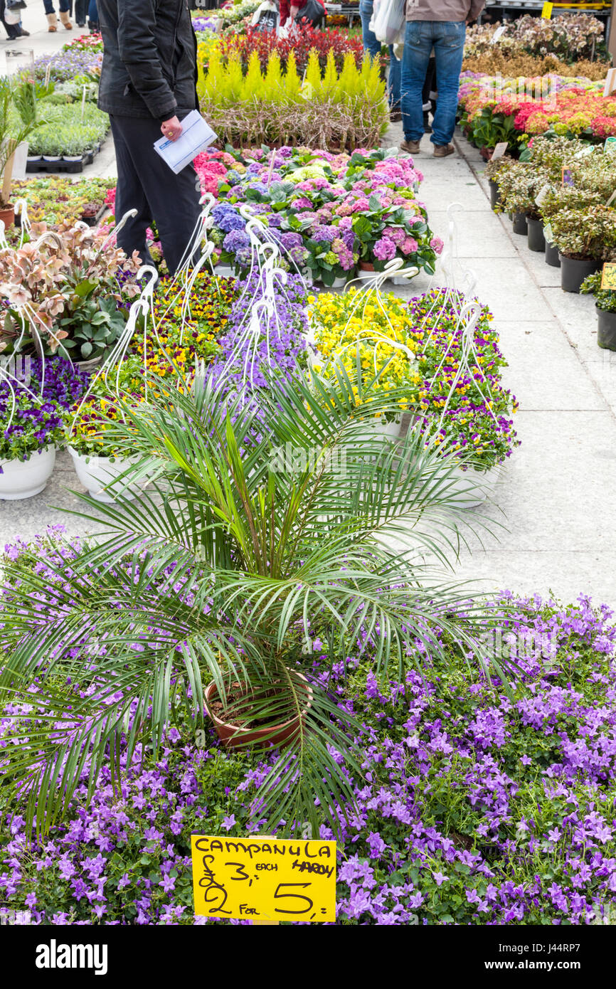 Plants on sale, Nottingham, England, UK Stock Photo