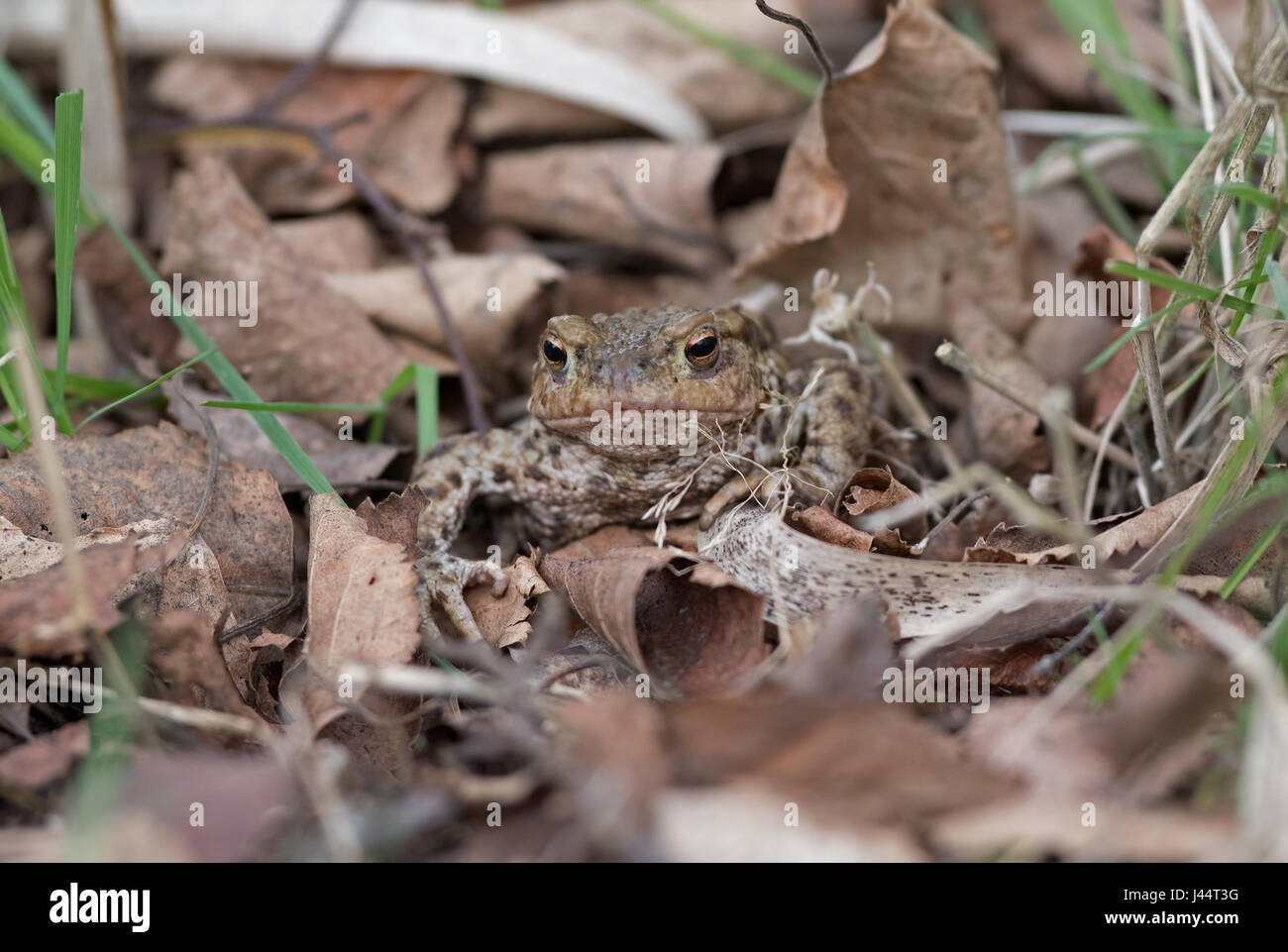 Common Toad-Bufo bufo. Uk Stock Photo